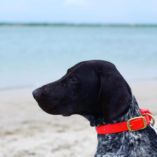 /images/uploads/southeast german shorthaired pointer rescue/segspcalendarcontest2019/entries/11382thumb.jpg